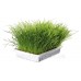 Trixie (Трикси) Cat Grass трава для кошек 100 г (семена в поддоне для проращивания)