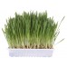 Trixie (Трикси) Cat Grass трава для кошек 100 г (ячмень семена в поддоне для проращивания)
