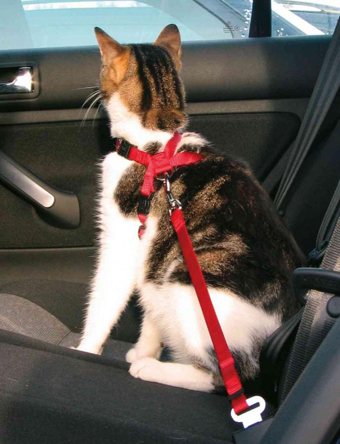 Trixie Car Harness Автошлея з повідцем для котів 20–50 см / 15 мм (1294) Trixie Car Harness Автошлея з повідцем для котів 20–50 см / 15 мм (1294)